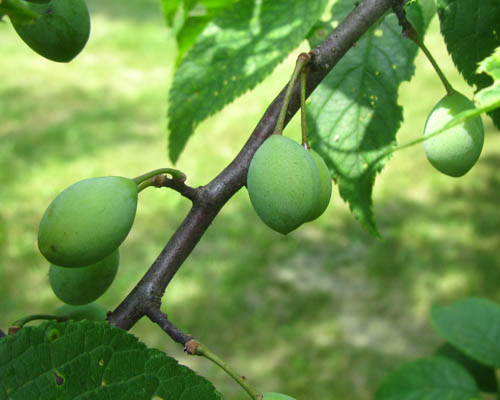 Wild Plum Prunus americana Cranmer Earth Design Planting Plant Native Trees of Ontario Canada Tree for full part sun shade wet dry clay sand soil small flower blossom identification identify id fast growing grow feet top ten shallow tap root indigenous list demensions seed pod tolerant choices type climate Aurora Belleville Bowmanville Bracebridge  Brampton Brantford Burlington Cambridge Chatham Flamborough Fort Erie Forest Grandbend Georgetown Guelph Hamilton Hamilton Ingersoll Kitchener Leamington London Markham Milton Mississauga North York Oakville, Orangeville, Pelee Island Point Pelee Point Edward Richmond Hill Ridgetown Sarnia Simcoe St Thomas Toronto Stratford Wallaceburg Waterloo Windsor