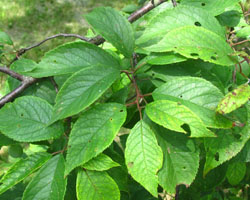 Wild Plum Prunus americana Cranmer Earth Design Planting Plant Native Trees of Ontario Canada Tree for full part sun shade wet dry clay sand soil small flower blossom identification identify id fast growing grow feet top ten shallow tap root indigenous list demensions seed pod tolerant choices type climate Aurora Belleville Bowmanville Bracebridge  Brampton Brantford Burlington Cambridge Chatham Flamborough Fort Erie Forest Grandbend Georgetown Guelph Hamilton Hamilton Ingersoll Kitchener Leamington London Markham Milton Mississauga North York Oakville, Orangeville, Pelee Island Point Pelee Point Edward Richmond Hill Ridgetown Sarnia Simcoe St Thomas Toronto Stratford Wallaceburg Waterloo Windsor