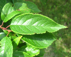 Wild Plum Prunus americana Cranmer Earth Design Planting Plant Native Trees of Ontario Canada Tree for full part sun shade wet dry clay sand soil small flower blossom identification identify id fast growing grow feet top ten shallow tap root indigenous list demensions seed pod tolerant choices type climate Aurora Belleville Bowmanville Bracebridge  Brampton Brantford Burlington Cambridge Chatham Flamborough Fort Erie Forest Grandbend Georgetown Guelph Hamilton Hamilton Ingersoll Kitchener Leamington London Markham Milton Mississauga North York Oakville, Orangeville, Pelee Island Point Pelee Point Edward Richmond Hill Ridgetown Sarnia Simcoe St Thomas Toronto Stratford Wallaceburg Waterloo Windsor