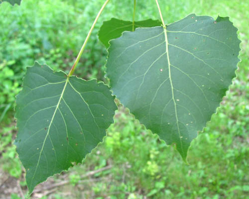 Cottonwood Populus deltoides Cranmer Earth Design Planting Plant Native Trees of Ontario Canada Tree for full part sun shade wet dry clay sand soil small flower blossom identification identify id fast growing grow feet top ten shallow tap root indigenous list demensions seed pod tolerant choices type climate Aurora Belleville Bowmanville Bracebridge  Brampton Brantford Burlington Cambridge Chatham Flamborough Fort Erie Forest Grandbend Georgetown Guelph Hamilton Hamilton Ingersoll Kitchener Leamington London Markham Milton Mississauga North York Oakville, Orangeville, Pelee Island Point Pelee Point Edward Richmond Hill Ridgetown Sarnia Simcoe St Thomas Toronto Stratford Wallaceburg Waterloo Windsor