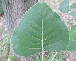 Cottonwood Populus deltoides Cranmer Earth Design Planting Plant Native Trees of Ontario Canada Tree for full part sun shade wet dry clay sand soil small flower blossom identification identify id fast growing grow feet top ten shallow tap root indigenous list demensions seed pod tolerant choices type climate Aurora Belleville Bowmanville Bracebridge  Brampton Brantford Burlington Cambridge Chatham Flamborough Fort Erie Forest Grandbend Georgetown Guelph Hamilton Hamilton Ingersoll Kitchener Leamington London Markham Milton Mississauga North York Oakville, Orangeville, Pelee Island Point Pelee Point Edward Richmond Hill Ridgetown Sarnia Simcoe St Thomas Toronto Stratford Wallaceburg Waterloo Windsor