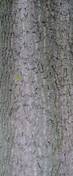 Cottonwood Populus deltoides Cranmer Earth Design Planting Plant Native Trees of Ontario Canada Tree for full part sun shade wet dry clay sand soil small flower blossom identification identify id fast growing grow feet top ten shallow tap root indigenous list demensions seed pod tolerant choices type climate Aurora Belleville Bowmanville Bracebridge  Brampton Brantford Burlington Cambridge Chatham Flamborough Fort Erie Forest Grandbend Georgetown Guelph Hamilton Hamilton Ingersoll Kitchener Leamington London Markham Milton Mississauga North York Oakville, Orangeville, Pelee Island Point Pelee Point Edward Richmond Hill Ridgetown Sarnia Simcoe St Thomas Toronto Stratford Wallaceburg Waterloo Windsor