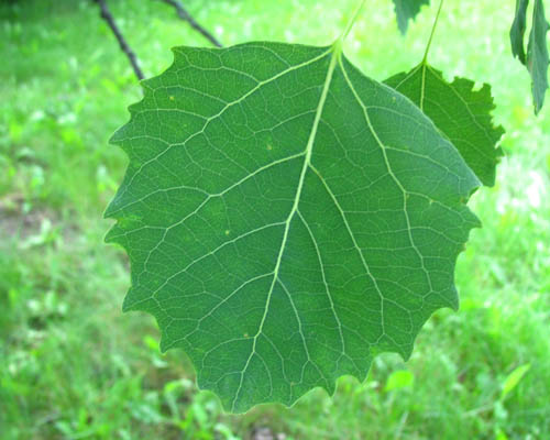 Largetooth Aspen Populus grandidentata Cranmer Earth Design Planting Plant Native Trees of Ontario Canada Tree for full part sun shade wet dry clay sand soil small flower blossom identification identify id fast growing grow feet top ten shallow tap root indigenous list demensions seed pod tolerant choices type climate Aurora Belleville Bowmanville Bracebridge  Brampton Brantford Burlington Cambridge Chatham Flamborough Fort Erie Forest Grandbend Georgetown Guelph Hamilton Hamilton Ingersoll Kitchener Leamington London Markham Milton Mississauga North York Oakville, Orangeville, Pelee Island Point Pelee Point Edward Richmond Hill Ridgetown Sarnia Simcoe St Thomas Toronto Stratford Wallaceburg Waterloo Windsor