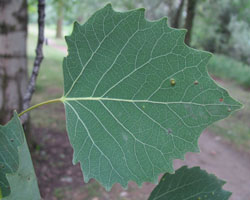 Largetooth Aspen Populus grandidentata Cranmer Earth Design Planting Plant Native Trees of Ontario Canada Tree for full part sun shade wet dry clay sand soil small flower blossom identification identify id fast growing grow feet top ten shallow tap root indigenous list demensions seed pod tolerant choices type climate Aurora Belleville Bowmanville Bracebridge  Brampton Brantford Burlington Cambridge Chatham Flamborough Fort Erie Forest Grandbend Georgetown Guelph Hamilton Hamilton Ingersoll Kitchener Leamington London Markham Milton Mississauga North York Oakville, Orangeville, Pelee Island Point Pelee Point Edward Richmond Hill Ridgetown Sarnia Simcoe St Thomas Toronto Stratford Wallaceburg Waterloo Windsor