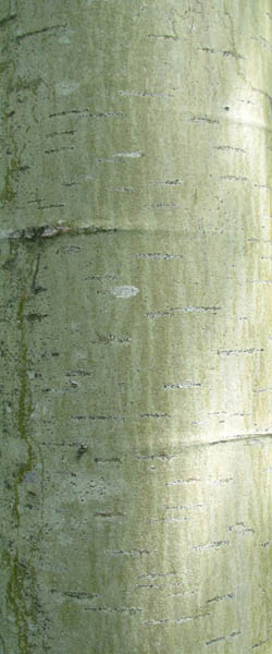 Largetooth Aspen Populus grandidentata Cranmer Earth Design Planting Plant Native Trees of Ontario Canada Tree for full part sun shade wet dry clay sand soil small flower blossom identification identify id fast growing grow feet top ten shallow tap root indigenous list demensions seed pod tolerant choices type climate Aurora Belleville Bowmanville Bracebridge  Brampton Brantford Burlington Cambridge Chatham Flamborough Fort Erie Forest Grandbend Georgetown Guelph Hamilton Hamilton Ingersoll Kitchener Leamington London Markham Milton Mississauga North York Oakville, Orangeville, Pelee Island Point Pelee Point Edward Richmond Hill Ridgetown Sarnia Simcoe St Thomas Toronto Stratford Wallaceburg Waterloo Windsor