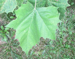 Sycamore Platanus occidentalis Cranmer Earth Design Planting Plant Native Trees of Ontario Canada Tree for full part sun shade wet dry clay sand soil small flower blossom identification identify id fast growing grow feet top ten shallow tap root indigenous list demensions seed pod tolerant choices type climate Aurora Belleville Bowmanville Bracebridge  Brampton Brantford Burlington Cambridge Chatham Flamborough Fort Erie Forest Grandbend Georgetown Guelph Hamilton Hamilton Ingersoll Kitchener Leamington London Markham Milton Mississauga North York Oakville, Orangeville, Pelee Island Point Pelee Point Edward Richmond Hill Ridgetown Sarnia Simcoe St Thomas Toronto Stratford Wallaceburg Waterloo Windsor