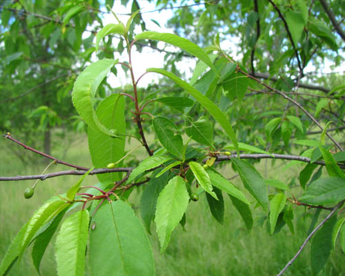 Pin Cherry Prunus pensylvanica Cranmer Earth Design Planting Plant Native Trees of Ontario Canada Tree for full part sun shade wet dry clay sand soil small flower blossom identification identify id fast growing grow feet top ten shallow tap root indigenous list demensions seed pod tolerant choices type climate Aurora Belleville Bowmanville Bracebridge  Brampton Brantford Burlington Cambridge Chatham Flamborough Fort Erie Forest Grandbend Georgetown Guelph Hamilton Hamilton Ingersoll Kitchener Leamington London Markham Milton Mississauga North York Oakville, Orangeville, Pelee Island Point Pelee Point Edward Richmond Hill Ridgetown Sarnia Simcoe St Thomas Toronto Stratford Wallaceburg Waterloo Windsor