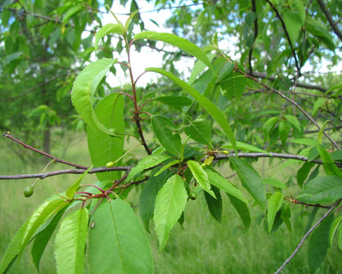 Pin Cherry Prunus pensylvanica Cranmer Earth Design Planting Plant Native Trees of Ontario Canada Tree for full part sun shade wet dry clay sand soil small flower blossom identification identify id fast growing grow feet top ten shallow tap root indigenous list demensions seed pod tolerant choices type climate Aurora Belleville Bowmanville Bracebridge  Brampton Brantford Burlington Cambridge Chatham Flamborough Fort Erie Forest Grandbend Georgetown Guelph Hamilton Hamilton Ingersoll Kitchener Leamington London Markham Milton Mississauga North York Oakville, Orangeville, Pelee Island Point Pelee Point Edward Richmond Hill Ridgetown Sarnia Simcoe St Thomas Toronto Stratford Wallaceburg Waterloo Windsor