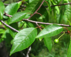 Pin Cherry Prunus pensylvanica Cranmer Earth Design Planting Plant Native Trees of Ontario Canada Tree for full part sun shade wet dry clay sand soil small flower blossom identification identify id fast growing grow feet top ten shallow tap root indigenous list demensions seed pod tolerant choices type climate Aurora Belleville Bowmanville Bracebridge  Brampton Brantford Burlington Cambridge Chatham Flamborough Fort Erie Forest Grandbend Georgetown Guelph Hamilton Hamilton Ingersoll Kitchener Leamington London Markham Milton Mississauga North York Oakville, Orangeville, Pelee Island Point Pelee Point Edward Richmond Hill Ridgetown Sarnia Simcoe St Thomas Toronto Stratford Wallaceburg Waterloo Windsor