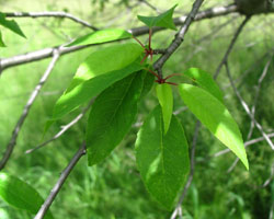 Pin Cherry Prunus pensylvanica Cranmer Earth Design Planting Plant Native Trees of Ontario Canada Tree for full part sun shade wet dry clay sand soil small flower blossom identification identify id fast growing grow feet top ten shallow tap root indigenous list demensions seed pod tolerant choices type climate Aurora Belleville Bowmanville Bracebridge  Brampton Brantford Burlington Cambridge Chatham Flamborough Fort Erie Forest Grandbend Georgetown Guelph Hamilton Hamilton Ingersoll Kitchener Leamington London Markham Milton Mississauga North York Oakville, Orangeville, Pelee Island Point Pelee Point Edward Richmond Hill Ridgetown Sarnia Simcoe St Thomas Toronto Stratford Wallaceburg Waterloo Windsor