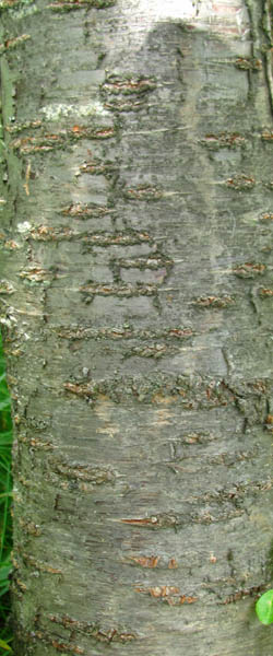 Pin Cherry Prunus pensylvanica Cranmer Earth Design Planting Plant Native Trees of Ontario Canada Tree for full part sun shade wet dry clay sand soil small flower blossom identification identify id fast growing grow feet top ten shallow tap root indigenous list demensions seed pod tolerant choices type climate Aurora Belleville Bowmanville Bracebridge  Brampton Brantford Burlington Cambridge Chatham Flamborough Fort Erie Forest Grandbend Georgetown Guelph Hamilton Hamilton Ingersoll Kitchener Leamington London Markham Milton Mississauga North York Oakville, Orangeville, Pelee Island Point Pelee Point Edward Richmond Hill Ridgetown Sarnia Simcoe St Thomas Toronto Stratford Wallaceburg Waterloo Windsor