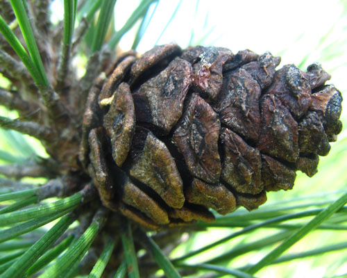 Red Pine Pinus resinosa Cranmer Earth Design Planting Plant Native Trees of Ontario Canada Tree for full part sun shade wet dry clay sand soil small flower blossom identification identify id fast growing grow feet top ten shallow tap root indigenous list demensions seed pod tolerant choices type climate Aurora Belleville Bowmanville Bracebridge  Brampton Brantford Burlington Cambridge Chatham Flamborough Fort Erie Forest Grandbend Georgetown Guelph Hamilton Hamilton Ingersoll Kitchener Leamington London Markham Milton Mississauga North York Oakville, Orangeville, Pelee Island Point Pelee Point Edward Richmond Hill Ridgetown Sarnia Simcoe St Thomas Toronto Stratford Wallaceburg Waterloo Windsor