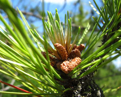 Red Pine Pinus resinosa Cranmer Earth Design Planting Plant Native Trees of Ontario Canada Tree for full part sun shade wet dry clay sand soil small flower blossom identification identify id fast growing grow feet top ten shallow tap root indigenous list demensions seed pod tolerant choices type climate Aurora Belleville Bowmanville Bracebridge  Brampton Brantford Burlington Cambridge Chatham Flamborough Fort Erie Forest Grandbend Georgetown Guelph Hamilton Hamilton Ingersoll Kitchener Leamington London Markham Milton Mississauga North York Oakville, Orangeville, Pelee Island Point Pelee Point Edward Richmond Hill Ridgetown Sarnia Simcoe St Thomas Toronto Stratford Wallaceburg Waterloo Windsor