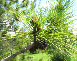 Red Pine Pinus resinosa Cranmer Earth Design Planting Plant Native Trees of Ontario Canada Tree for full part sun shade wet dry clay sand soil small flower blossom identification identify id fast growing grow feet top ten shallow tap root indigenous list demensions seed pod tolerant choices type climate Aurora Belleville Bowmanville Bracebridge  Brampton Brantford Burlington Cambridge Chatham Flamborough Fort Erie Forest Grandbend Georgetown Guelph Hamilton Hamilton Ingersoll Kitchener Leamington London Markham Milton Mississauga North York Oakville, Orangeville, Pelee Island Point Pelee Point Edward Richmond Hill Ridgetown Sarnia Simcoe St Thomas Toronto Stratford Wallaceburg Waterloo Windsor