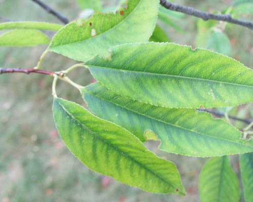 Black Cherry Prunus serotina Cranmer Earth Design Planting Plant Native Trees of Ontario Canada Tree for full part sun shade wet dry clay sand soil small flower blossom identification identify id fast growing grow feet top ten shallow tap root indigenous list demensions seed pod tolerant choices type climate Aurora Belleville Bowmanville Bracebridge  Brampton Brantford Burlington Cambridge Chatham Flamborough Fort Erie Forest Grandbend Georgetown Guelph Hamilton Hamilton Ingersoll Kitchener Leamington London Markham Milton Mississauga North York Oakville, Orangeville, Pelee Island Point Pelee Point Edward Richmond Hill Ridgetown Sarnia Simcoe St Thomas Toronto Stratford Wallaceburg Waterloo Windsor