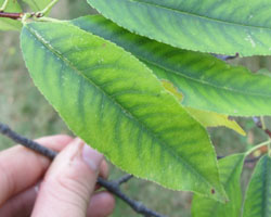 Black Cherry Prunus serotina Cranmer Earth Design Planting Plant Native Trees of Ontario Canada Tree for full part sun shade wet dry clay sand soil small flower blossom identification identify id fast growing grow feet top ten shallow tap root indigenous list demensions seed pod tolerant choices type climate Aurora Belleville Bowmanville Bracebridge  Brampton Brantford Burlington Cambridge Chatham Flamborough Fort Erie Forest Grandbend Georgetown Guelph Hamilton Hamilton Ingersoll Kitchener Leamington London Markham Milton Mississauga North York Oakville, Orangeville, Pelee Island Point Pelee Point Edward Richmond Hill Ridgetown Sarnia Simcoe St Thomas Toronto Stratford Wallaceburg Waterloo Windsor