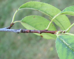 Black Cherry Prunus serotina Cranmer Earth Design Planting Plant Native Trees of Ontario Canada Tree for full part sun shade wet dry clay sand soil small flower blossom identification identify id fast growing grow feet top ten shallow tap root indigenous list demensions seed pod tolerant choices type climate Aurora Belleville Bowmanville Bracebridge  Brampton Brantford Burlington Cambridge Chatham Flamborough Fort Erie Forest Grandbend Georgetown Guelph Hamilton Hamilton Ingersoll Kitchener Leamington London Markham Milton Mississauga North York Oakville, Orangeville, Pelee Island Point Pelee Point Edward Richmond Hill Ridgetown Sarnia Simcoe St Thomas Toronto Stratford Wallaceburg Waterloo Windsor