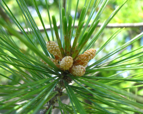 Eastern White Pine  Pinus strobus Cranmer Earth Design Planting Plant Native Trees of Ontario Canada Tree for full part sun shade wet dry clay sand soil small flower blossom identification identify id fast growing grow feet top ten shallow tap root indigenous list demensions seed pod tolerant choices type climate Aurora Belleville Bowmanville Bracebridge  Brampton Brantford Burlington Cambridge Chatham Flamborough Fort Erie Forest Grandbend Georgetown Guelph Hamilton Hamilton Ingersoll Kitchener Leamington London Markham Milton Mississauga North York Oakville, Orangeville, Pelee Island Point Pelee Point Edward Richmond Hill Ridgetown Sarnia Simcoe St Thomas Toronto Stratford Wallaceburg Waterloo Windsor