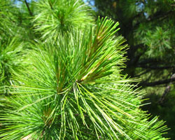 Eastern White Pine  Pinus strobus Cranmer Earth Design Planting Plant Native Trees of Ontario Canada Tree for full part sun shade wet dry clay sand soil small flower blossom identification identify id fast growing grow feet top ten shallow tap root indigenous list demensions seed pod tolerant choices type climate Aurora Belleville Bowmanville Bracebridge  Brampton Brantford Burlington Cambridge Chatham Flamborough Fort Erie Forest Grandbend Georgetown Guelph Hamilton Hamilton Ingersoll Kitchener Leamington London Markham Milton Mississauga North York Oakville, Orangeville, Pelee Island Point Pelee Point Edward Richmond Hill Ridgetown Sarnia Simcoe St Thomas Toronto Stratford Wallaceburg Waterloo Windsor