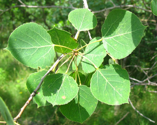 Trembling Aspen  Populus tremuloides Cranmer Earth Design Planting Plant Native Trees of Ontario Canada Tree for full part sun shade wet dry clay sand soil small flower blossom identification identify id fast growing grow feet top ten shallow tap root indigenous list demensions seed pod tolerant choices type climate Aurora Belleville Bowmanville Bracebridge  Brampton Brantford Burlington Cambridge Chatham Flamborough Fort Erie Forest Grandbend Georgetown Guelph Hamilton Hamilton Ingersoll Kitchener Leamington London Markham Milton Mississauga North York Oakville, Orangeville, Pelee Island Point Pelee Point Edward Richmond Hill Ridgetown Sarnia Simcoe St Thomas Toronto Stratford Wallaceburg Waterloo Windsor