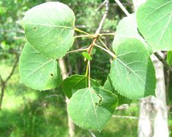 Trembling Aspen  Populus tremuloides Cranmer Earth Design Planting Plant Native Trees of Ontario Canada Tree for full part sun shade wet dry clay sand soil small flower blossom identification identify id fast growing grow feet top ten shallow tap root indigenous list demensions seed pod tolerant choices type climate Aurora Belleville Bowmanville Bracebridge  Brampton Brantford Burlington Cambridge Chatham Flamborough Fort Erie Forest Grandbend Georgetown Guelph Hamilton Hamilton Ingersoll Kitchener Leamington London Markham Milton Mississauga North York Oakville, Orangeville, Pelee Island Point Pelee Point Edward Richmond Hill Ridgetown Sarnia Simcoe St Thomas Toronto Stratford Wallaceburg Waterloo Windsor