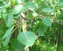 Trembling Aspen  Populus tremuloides Cranmer Earth Design Planting Plant Native Trees of Ontario Canada Tree for full part sun shade wet dry clay sand soil small flower blossom identification identify id fast growing grow feet top ten shallow tap root indigenous list demensions seed pod tolerant choices type climate Aurora Belleville Bowmanville Bracebridge  Brampton Brantford Burlington Cambridge Chatham Flamborough Fort Erie Forest Grandbend Georgetown Guelph Hamilton Hamilton Ingersoll Kitchener Leamington London Markham Milton Mississauga North York Oakville, Orangeville, Pelee Island Point Pelee Point Edward Richmond Hill Ridgetown Sarnia Simcoe St Thomas Toronto Stratford Wallaceburg Waterloo Windsor