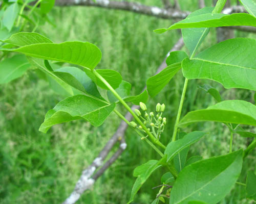 Hop-tree Hop Tree Ptelea trifoliata Cranmer Earth Design Planting Plant Native Trees of Ontario Canada Tree for full part sun shade wet dry clay sand soil small flower blossom identification identify id fast growing grow feet top ten shallow tap root indigenous list demensions seed pod tolerant choices type climate Aurora Belleville Bowmanville Bracebridge  Brampton Brantford Burlington Cambridge Chatham Flamborough Fort Erie Forest Grandbend Georgetown Guelph Hamilton Hamilton Ingersoll Kitchener Leamington London Markham Milton Mississauga North York Oakville, Orangeville, Pelee Island Point Pelee Point Edward Richmond Hill Ridgetown Sarnia Simcoe St Thomas Toronto Stratford Wallaceburg Waterloo Windsor