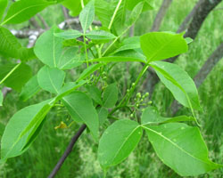 Hop-tree Hop Tree Ptelea trifoliata Cranmer Earth Design Planting Plant Native Trees of Ontario Canada Tree for full part sun shade wet dry clay sand soil small flower blossom identification identify id fast growing grow feet top ten shallow tap root indigenous list demensions seed pod tolerant choices type climate Aurora Belleville Bowmanville Bracebridge  Brampton Brantford Burlington Cambridge Chatham Flamborough Fort Erie Forest Grandbend Georgetown Guelph Hamilton Hamilton Ingersoll Kitchener Leamington London Markham Milton Mississauga North York Oakville, Orangeville, Pelee Island Point Pelee Point Edward Richmond Hill Ridgetown Sarnia Simcoe St Thomas Toronto Stratford Wallaceburg Waterloo Windsor