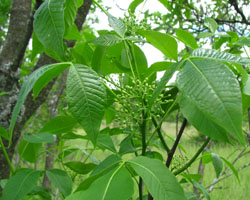 Hop-tree Hop Tree Ptelea trifoliata Cranmer Earth Design Planting Plant Native Trees of Ontario Canada Tree for full part sun shade wet dry clay sand soil small flower blossom identification identify id fast growing grow feet top ten shallow tap root indigenous list demensions seed pod tolerant choices type climate Aurora Belleville Bowmanville Bracebridge  Brampton Brantford Burlington Cambridge Chatham Flamborough Fort Erie Forest Grandbend Georgetown Guelph Hamilton Hamilton Ingersoll Kitchener Leamington London Markham Milton Mississauga North York Oakville, Orangeville, Pelee Island Point Pelee Point Edward Richmond Hill Ridgetown Sarnia Simcoe St Thomas Toronto Stratford Wallaceburg Waterloo Windsor