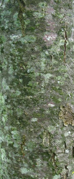 Hop-tree Hop Tree Ptelea trifoliata Cranmer Earth Design Planting Plant Native Trees of Ontario Canada Tree for full part sun shade wet dry clay sand soil small flower blossom identification identify id fast growing grow feet top ten shallow tap root indigenous list demensions seed pod tolerant choices type climate Aurora Belleville Bowmanville Bracebridge  Brampton Brantford Burlington Cambridge Chatham Flamborough Fort Erie Forest Grandbend Georgetown Guelph Hamilton Hamilton Ingersoll Kitchener Leamington London Markham Milton Mississauga North York Oakville, Orangeville, Pelee Island Point Pelee Point Edward Richmond Hill Ridgetown Sarnia Simcoe St Thomas Toronto Stratford Wallaceburg Waterloo Windsor