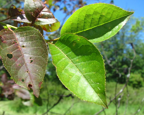 Chokecherry Prunus virginiana Cranmer Earth Design Planting Plant Native Trees of Ontario Canada Tree for full part sun shade wet dry clay sand soil small flower blossom identification identify id fast growing grow feet top ten shallow tap root indigenous list demensions seed pod tolerant choices type climate Aurora Belleville Bowmanville Bracebridge  Brampton Brantford Burlington Cambridge Chatham Flamborough Fort Erie Forest Grandbend Georgetown Guelph Hamilton Hamilton Ingersoll Kitchener Leamington London Markham Milton Mississauga North York Oakville, Orangeville, Pelee Island Point Pelee Point Edward Richmond Hill Ridgetown Sarnia Simcoe St Thomas Toronto Stratford Wallaceburg Waterloo Windsor