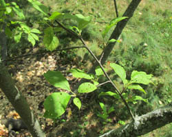 Chokecherry Prunus virginiana Cranmer Earth Design Planting Plant Native Trees of Ontario Canada Tree for full part sun shade wet dry clay sand soil small flower blossom identification identify id fast growing grow feet top ten shallow tap root indigenous list demensions seed pod tolerant choices type climate Aurora Belleville Bowmanville Bracebridge  Brampton Brantford Burlington Cambridge Chatham Flamborough Fort Erie Forest Grandbend Georgetown Guelph Hamilton Hamilton Ingersoll Kitchener Leamington London Markham Milton Mississauga North York Oakville, Orangeville, Pelee Island Point Pelee Point Edward Richmond Hill Ridgetown Sarnia Simcoe St Thomas Toronto Stratford Wallaceburg Waterloo Windsor