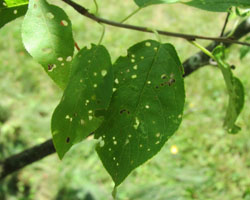 Chokecherry Prunus virginiana Cranmer Earth Design Planting Plant Native Trees of Ontario Canada Tree for full part sun shade wet dry clay sand soil small flower blossom identification identify id fast growing grow feet top ten shallow tap root indigenous list demensions seed pod tolerant choices type climate Aurora Belleville Bowmanville Bracebridge  Brampton Brantford Burlington Cambridge Chatham Flamborough Fort Erie Forest Grandbend Georgetown Guelph Hamilton Hamilton Ingersoll Kitchener Leamington London Markham Milton Mississauga North York Oakville, Orangeville, Pelee Island Point Pelee Point Edward Richmond Hill Ridgetown Sarnia Simcoe St Thomas Toronto Stratford Wallaceburg Waterloo Windsor