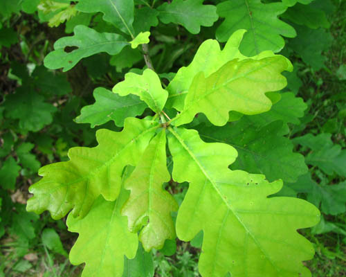 White Oak Quercus alba Cranmer Earth Design Planting Plant Native Trees of Ontario Canada Tree for full part sun shade wet dry clay sand soil small flower blossom identification identify id fast growing grow feet top ten shallow tap root indigenous list demensions seed pod tolerant choices type climate Aurora Belleville Bowmanville Bracebridge  Brampton Brantford Burlington Cambridge Chatham Flamborough Fort Erie Forest Grandbend Georgetown Guelph Hamilton Hamilton Ingersoll Kitchener Leamington London Markham Milton Mississauga North York Oakville, Orangeville, Pelee Island Point Pelee Point Edward Richmond Hill Ridgetown Sarnia Simcoe St Thomas Toronto Stratford Wallaceburg Waterloo Windsor