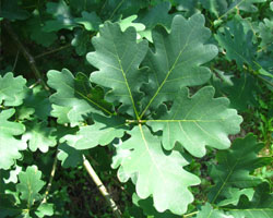 White Oak Quercus alba Cranmer Earth Design Planting Plant Native Trees of Ontario Canada Tree for full part sun shade wet dry clay sand soil small flower blossom identification identify id fast growing grow feet top ten shallow tap root indigenous list demensions seed pod tolerant choices type climate Aurora Belleville Bowmanville Bracebridge  Brampton Brantford Burlington Cambridge Chatham Flamborough Fort Erie Forest Grandbend Georgetown Guelph Hamilton Hamilton Ingersoll Kitchener Leamington London Markham Milton Mississauga North York Oakville, Orangeville, Pelee Island Point Pelee Point Edward Richmond Hill Ridgetown Sarnia Simcoe St Thomas Toronto Stratford Wallaceburg Waterloo Windsor