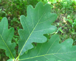 White Oak  Quercus alba Cranmer Earth Design Planting Plant Native Trees of Ontario Canada Tree for full part sun shade wet dry clay sand soil small flower blossom identification identify id fast growing grow feet top ten shallow tap root indigenous list demensions seed pod tolerant choices type climate Aurora Belleville Bowmanville Bracebridge  Brampton Brantford Burlington Cambridge Chatham Flamborough Fort Erie Forest Grandbend Georgetown Guelph Hamilton Hamilton Ingersoll Kitchener Leamington London Markham Milton Mississauga North York Oakville, Orangeville, Pelee Island Point Pelee Point Edward Richmond Hill Ridgetown Sarnia Simcoe St Thomas Toronto Stratford Wallaceburg Waterloo Windsor