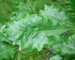 Swamp White Oak Quercus bicolor Cranmer Earth Design Planting Plant Native Trees of Ontario Canada Tree for full part sun shade wet dry clay sand soil small flower blossom identification identify id fast growing grow feet top ten shallow tap root indigenous list demensions seed pod tolerant choices type climate Aurora Belleville Bowmanville Bracebridge  Brampton Brantford Burlington Cambridge Chatham Flamborough Fort Erie Forest Grandbend Georgetown Guelph Hamilton Hamilton Ingersoll Kitchener Leamington London Markham Milton Mississauga North York Oakville, Orangeville, Pelee Island Point Pelee Point Edward Richmond Hill Ridgetown Sarnia Simcoe St Thomas Toronto Stratford Wallaceburg Waterloo Windsor