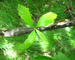 Swamp White Oak Quercus bicolor Cranmer Earth Design Planting Plant Native Trees of Ontario Canada Tree for full part sun shade wet dry clay sand soil small flower blossom identification identify id fast growing grow feet top ten shallow tap root indigenous list demensions seed pod tolerant choices type climate Aurora Belleville Bowmanville Bracebridge  Brampton Brantford Burlington Cambridge Chatham Flamborough Fort Erie Forest Grandbend Georgetown Guelph Hamilton Hamilton Ingersoll Kitchener Leamington London Markham Milton Mississauga North York Oakville, Orangeville, Pelee Island Point Pelee Point Edward Richmond Hill Ridgetown Sarnia Simcoe St Thomas Toronto Stratford Wallaceburg Waterloo Windsor