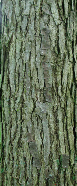 Swamp White Oak Quercus bicolor Cranmer Earth Design Planting Plant Native Trees of Ontario Canada Tree for full part sun shade wet dry clay sand soil small flower blossom identification identify id fast growing grow feet top ten shallow tap root indigenous list demensions seed pod tolerant choices type climate Aurora Belleville Bowmanville Bracebridge  Brampton Brantford Burlington Cambridge Chatham Flamborough Fort Erie Forest Grandbend Georgetown Guelph Hamilton Hamilton Ingersoll Kitchener Leamington London Markham Milton Mississauga North York Oakville, Orangeville, Pelee Island Point Pelee Point Edward Richmond Hill Ridgetown Sarnia Simcoe St Thomas Toronto Stratford Wallaceburg Waterloo Windsor