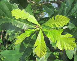 Burr Oak Quercus macrocarpa Cranmer Earth Design Planting Plant Native Trees of Ontario Canada Tree for full part sun shade wet dry clay sand soil small flower blossom identification identify id fast growing grow feet top ten shallow tap root indigenous list demensions seed pod tolerant choices type climate Aurora Belleville Bowmanville Bracebridge  Brampton Brantford Burlington Cambridge Chatham Flamborough Fort Erie Forest Grandbend Georgetown Guelph Hamilton Hamilton Ingersoll Kitchener Leamington London Markham Milton Mississauga North York Oakville, Orangeville, Pelee Island Point Pelee Point Edward Richmond Hill Ridgetown Sarnia Simcoe St Thomas Toronto Stratford Wallaceburg Waterloo Windsor