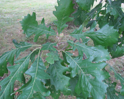 Burr Oak Quercus macrocarpa Cranmer Earth Design Planting Plant Native Trees of Ontario Canada Tree for full part sun shade wet dry clay sand soil small flower blossom identification identify id fast growing grow feet top ten shallow tap root indigenous list demensions seed pod tolerant choices type climate Aurora Belleville Bowmanville Bracebridge  Brampton Brantford Burlington Cambridge Chatham Flamborough Fort Erie Forest Grandbend Georgetown Guelph Hamilton Hamilton Ingersoll Kitchener Leamington London Markham Milton Mississauga North York Oakville, Orangeville, Pelee Island Point Pelee Point Edward Richmond Hill Ridgetown Sarnia Simcoe St Thomas Toronto Stratford Wallaceburg Waterloo Windsor