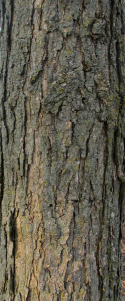 Burr Oak Quercus macrocarpa Cranmer Earth Design Planting Plant Native Trees of Ontario Canada Tree for full part sun shade wet dry clay sand soil small flower blossom identification identify id fast growing grow feet top ten shallow tap root indigenous list demensions seed pod tolerant choices type climate Aurora Belleville Bowmanville Bracebridge  Brampton Brantford Burlington Cambridge Chatham Flamborough Fort Erie Forest Grandbend Georgetown Guelph Hamilton Hamilton Ingersoll Kitchener Leamington London Markham Milton Mississauga North York Oakville, Orangeville, Pelee Island Point Pelee Point Edward Richmond Hill Ridgetown Sarnia Simcoe St Thomas Toronto Stratford Wallaceburg Waterloo Windsor