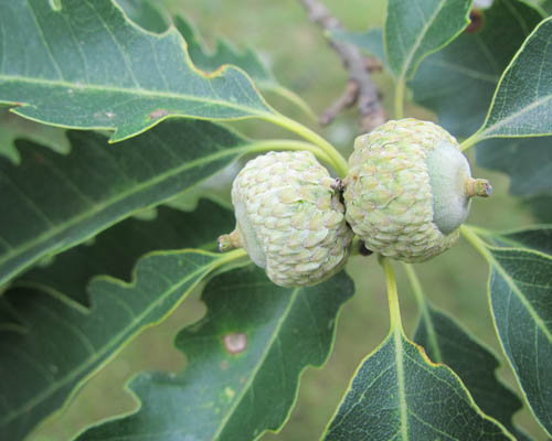 Chinquapin Oak Quercus muehlenbergii Cranmer Earth Design Planting Plant Native Trees of Ontario Canada Tree for full part sun shade wet dry clay sand soil small flower blossom identification identify id fast growing grow feet top ten shallow tap root indigenous list demensions seed pod tolerant choices type climate Aurora Belleville Bowmanville Bracebridge  Brampton Brantford Burlington Cambridge Chatham Flamborough Fort Erie Forest Grandbend Georgetown Guelph Hamilton Hamilton Ingersoll Kitchener Leamington London Markham Milton Mississauga North York Oakville, Orangeville, Pelee Island Point Pelee Point Edward Richmond Hill Ridgetown Sarnia Simcoe St Thomas Toronto Stratford Wallaceburg Waterloo Windsor