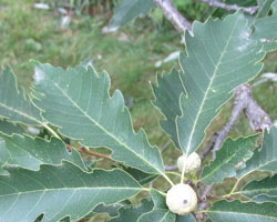 Chinquapin Oak Quercus muehlenbergii Cranmer Earth Design Planting Plant Native Trees of Ontario Canada Tree for full part sun shade wet dry clay sand soil small flower blossom identification identify id fast growing grow feet top ten shallow tap root indigenous list demensions seed pod tolerant choices type climate Aurora Belleville Bowmanville Bracebridge  Brampton Brantford Burlington Cambridge Chatham Flamborough Fort Erie Forest Grandbend Georgetown Guelph Hamilton Hamilton Ingersoll Kitchener Leamington London Markham Milton Mississauga North York Oakville, Orangeville, Pelee Island Point Pelee Point Edward Richmond Hill Ridgetown Sarnia Simcoe St Thomas Toronto Stratford Wallaceburg Waterloo Windsor