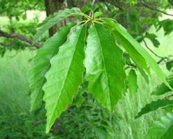 Chinquapin Oak  Quercus muehlenbergii Cranmer Earth Design Planting Plant Native Trees of Ontario Canada Tree for full part sun shade wet dry clay sand soil small flower blossom identification identify id fast growing grow feet top ten shallow tap root indigenous list demensions seed pod tolerant choices type climate Aurora Belleville Bowmanville Bracebridge  Brampton Brantford Burlington Cambridge Chatham Flamborough Fort Erie Forest Grandbend Georgetown Guelph Hamilton Hamilton Ingersoll Kitchener Leamington London Markham Milton Mississauga North York Oakville, Orangeville, Pelee Island Point Pelee Point Edward Richmond Hill Ridgetown Sarnia Simcoe St Thomas Toronto Stratford Wallaceburg Waterloo Windsor