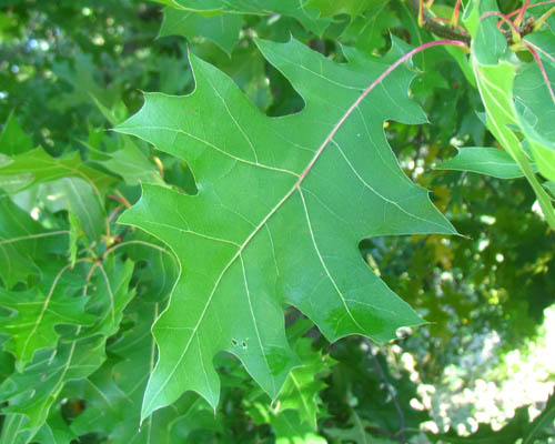 Pin Oak Quercus palustris Cranmer Earth Design Planting Plant Native Trees of Ontario Canada Tree for full part sun shade wet dry clay sand soil small flower blossom identification identify id fast growing grow feet top ten shallow tap root indigenous list demensions seed pod tolerant choices type climate Aurora Belleville Bowmanville Bracebridge  Brampton Brantford Burlington Cambridge Chatham Flamborough Fort Erie Forest Grandbend Georgetown Guelph Hamilton Hamilton Ingersoll Kitchener Leamington London Markham Milton Mississauga North York Oakville, Orangeville, Pelee Island Point Pelee Point Edward Richmond Hill Ridgetown Sarnia Simcoe St Thomas Toronto Stratford Wallaceburg Waterloo Windsor