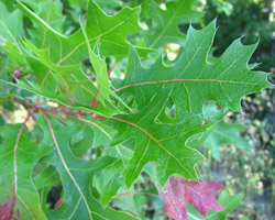 Pin Oak Quercus palustris Cranmer Earth Design Planting Plant Native Trees of Ontario Canada Tree for full part sun shade wet dry clay sand soil small flower blossom identification identify id fast growing grow feet top ten shallow tap root indigenous list demensions seed pod tolerant choices type climate Aurora Belleville Bowmanville Bracebridge  Brampton Brantford Burlington Cambridge Chatham Flamborough Fort Erie Forest Grandbend Georgetown Guelph Hamilton Hamilton Ingersoll Kitchener Leamington London Markham Milton Mississauga North York Oakville, Orangeville, Pelee Island Point Pelee Point Edward Richmond Hill Ridgetown Sarnia Simcoe St Thomas Toronto Stratford Wallaceburg Waterloo Windsor