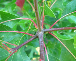 Pin Oak Quercus palustris Cranmer Earth Design Planting Plant Native Trees of Ontario Canada Tree for full part sun shade wet dry clay sand soil small flower blossom identification identify id fast growing grow feet top ten shallow tap root indigenous list demensions seed pod tolerant choices type climate Aurora Belleville Bowmanville Bracebridge  Brampton Brantford Burlington Cambridge Chatham Flamborough Fort Erie Forest Grandbend Georgetown Guelph Hamilton Hamilton Ingersoll Kitchener Leamington London Markham Milton Mississauga North York Oakville, Orangeville, Pelee Island Point Pelee Point Edward Richmond Hill Ridgetown Sarnia Simcoe St Thomas Toronto Stratford Wallaceburg Waterloo Windsor