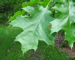 Red Oak  Quercus rubra Cranmer Earth Design Planting Plant Native Trees of Ontario Canada Tree for full part sun shade wet dry clay sand soil small flower blossom identification identify id fast growing grow feet top ten shallow tap root indigenous list demensions seed pod tolerant choices type climate Aurora Belleville Bowmanville Bracebridge  Brampton Brantford Burlington Cambridge Chatham Flamborough Fort Erie Forest Grandbend Georgetown Guelph Hamilton Hamilton Ingersoll Kitchener Leamington London Markham Milton Mississauga North York Oakville, Orangeville, Pelee Island Point Pelee Point Edward Richmond Hill Ridgetown Sarnia Simcoe St Thomas Toronto Stratford Wallaceburg Waterloo Windsor