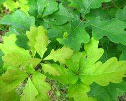 Red Oak  Quercus rubra Cranmer Earth Design Planting Plant Native Trees of Ontario Canada Tree for full part sun shade wet dry clay sand soil small flower blossom identification identify id fast growing grow feet top ten shallow tap root indigenous list demensions seed pod tolerant choices type climate Aurora Belleville Bowmanville Bracebridge  Brampton Brantford Burlington Cambridge Chatham Flamborough Fort Erie Forest Grandbend Georgetown Guelph Hamilton Hamilton Ingersoll Kitchener Leamington London Markham Milton Mississauga North York Oakville, Orangeville, Pelee Island Point Pelee Point Edward Richmond Hill Ridgetown Sarnia Simcoe St Thomas Toronto Stratford Wallaceburg Waterloo Windsor